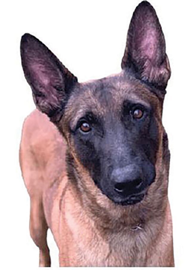 Reward offered for missing railroad security dog